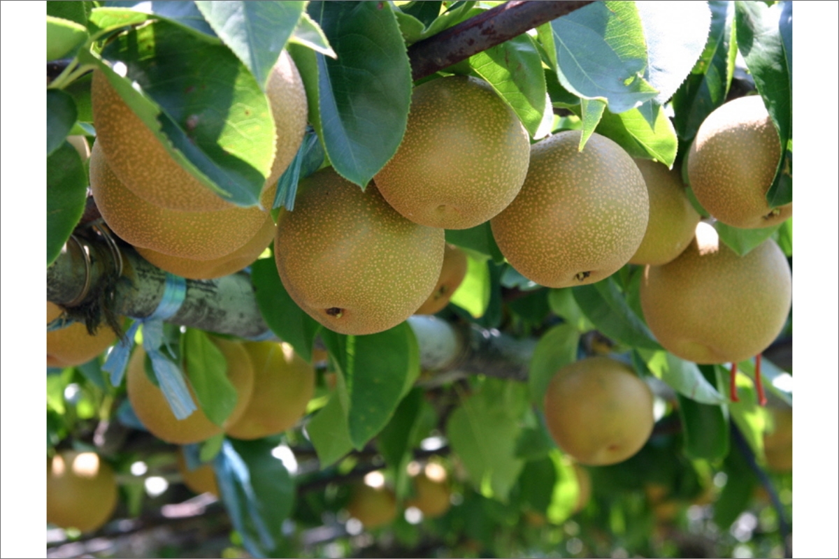 【先行予約／数量限定50】京都丹後産 新興梨 5kg（2026年10月下旬～発送）　AM00710