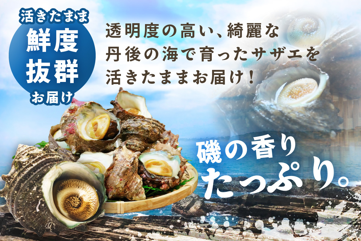 最高鮮度の生きたまま発送！日本海荒波育ち京丹後産さざえ2kg/北畿水産　HK00271