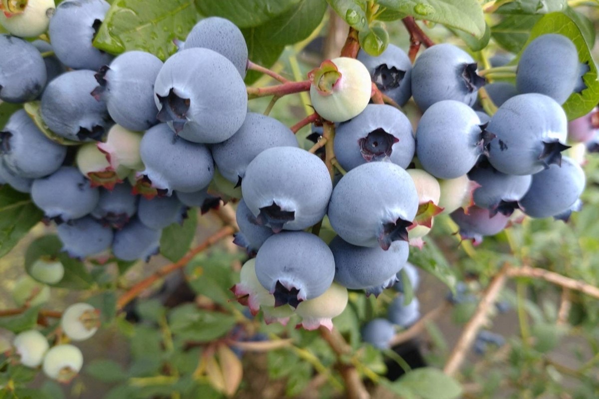 国産ブルーベリーピューレ　農薬不使用（3瓶）　BM00001