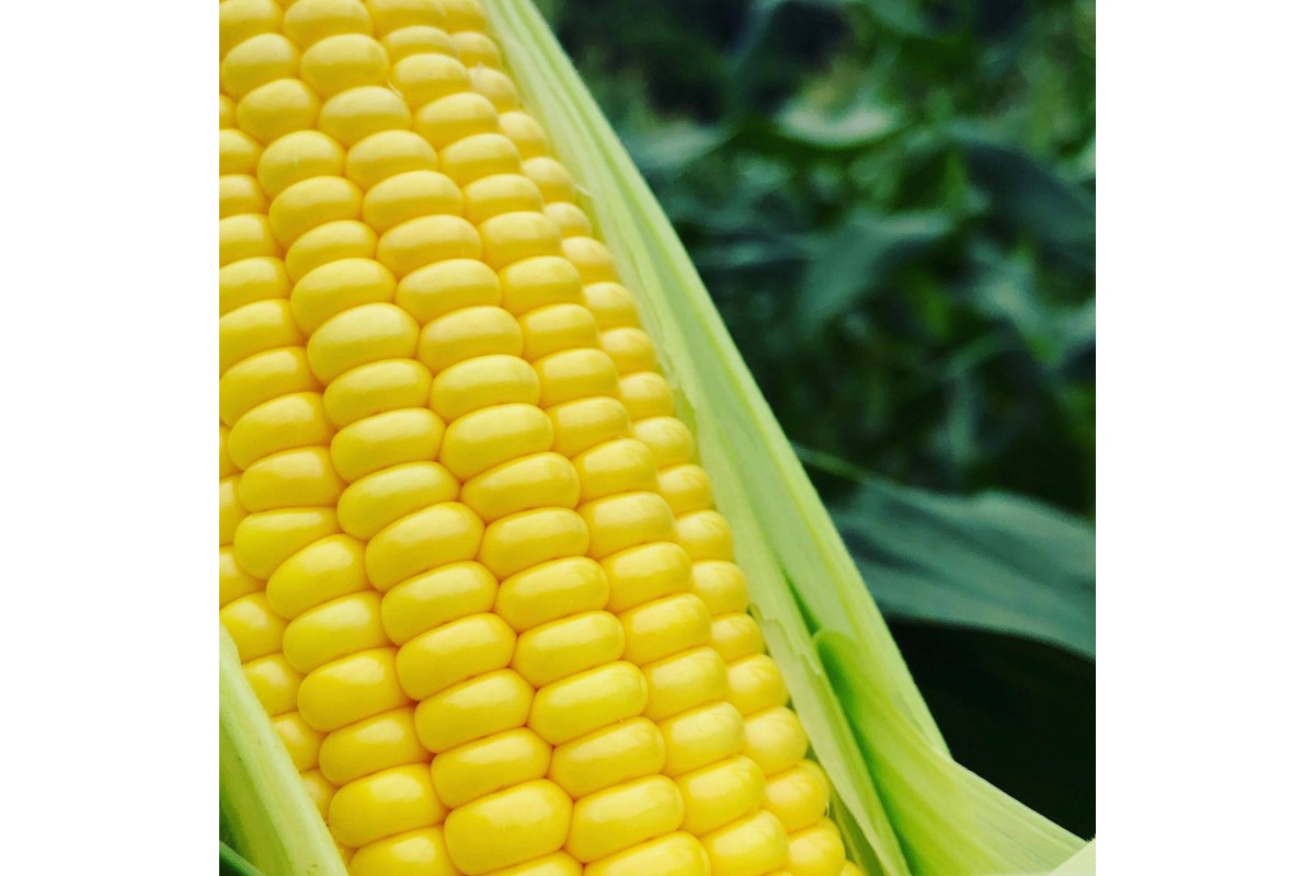 ＜てんとうむしばたけ＞有機とうもろこし5本　有機野菜 甘い 野菜 ふるさと納税 とうもろこし 期間限定 とうもろこしごはん かき揚げ 有機 オーガニック 産地直送 旬野菜 旬 コーン バター ペッパーランチ シャキシャキ 弾ける 丸ごと かぶりつき　BR00029