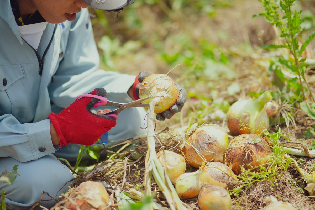 【先行予約：5月配送】＜てんとうむしばたけ＞初夏のオーガニック野菜セット　有機野菜6～7種前後　BR00057_05