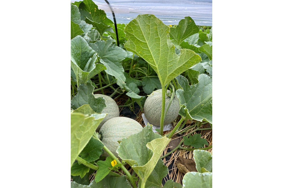 【先行予約】幻のメロン 新芳露 2玉（2026年7月下旬～発送）　BF00004