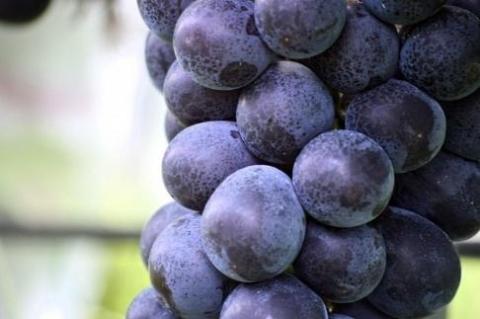 【先行予約】樹上完熟藤稔 1.2kg（2～3房入り）（2026年8月中旬～発送）　BF00013