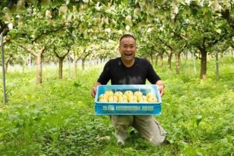 【先行予約】樹上完熟 二十世紀梨 5kg(10～18個)（2026年8月下旬～発送）　BF00002