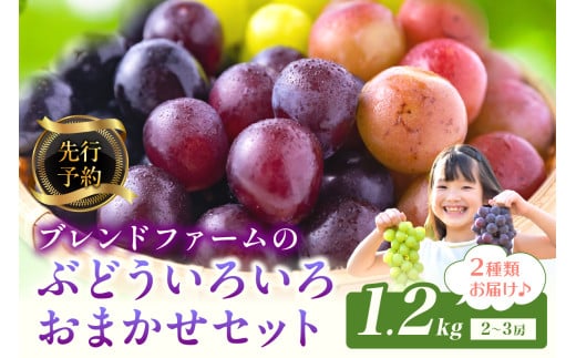 【先行予約】ブレンドファームのぶどういろいろおまかせセット（2026年8月下旬～発送）　BF00017