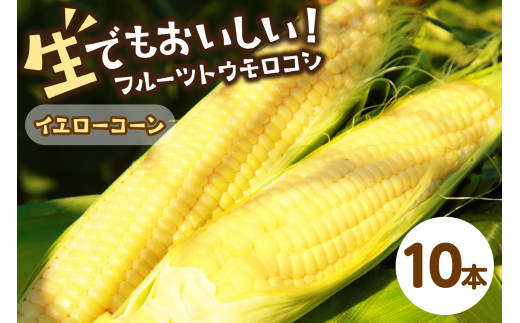 【先行予約】 生食も！高糖度！もぎたて！ フルーツトウモロコシ「イエローコーン」（2026年6月下旬～発送）　DE00135