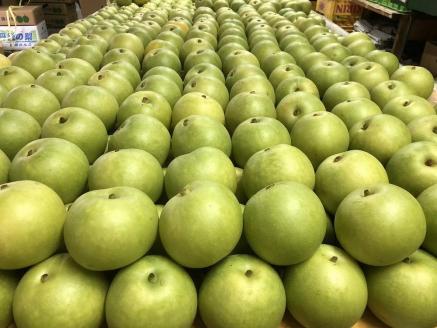 【先行予約／数量限定100】【訳あり】20世紀梨 優品 5kg（13～20玉入り）（2026年9月上旬～発送）　SF00039