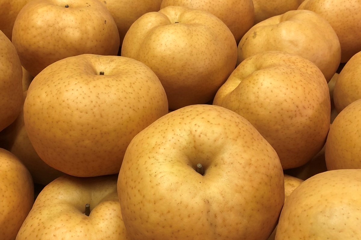 【先行予約／数量限定50】【訳あり】愛宕梨 優品 5kg（5～12玉入り）（2025年11月下旬～発送）　SF00025