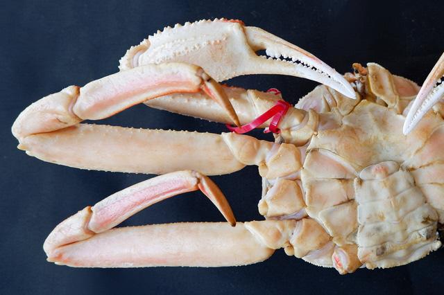 【訳あり！！幻のズワイ蟹】　京丹後産　活間人蟹　鮮度抜群、活きたままお届け！！ 800g級（足1本落ち）×1杯　YK00068