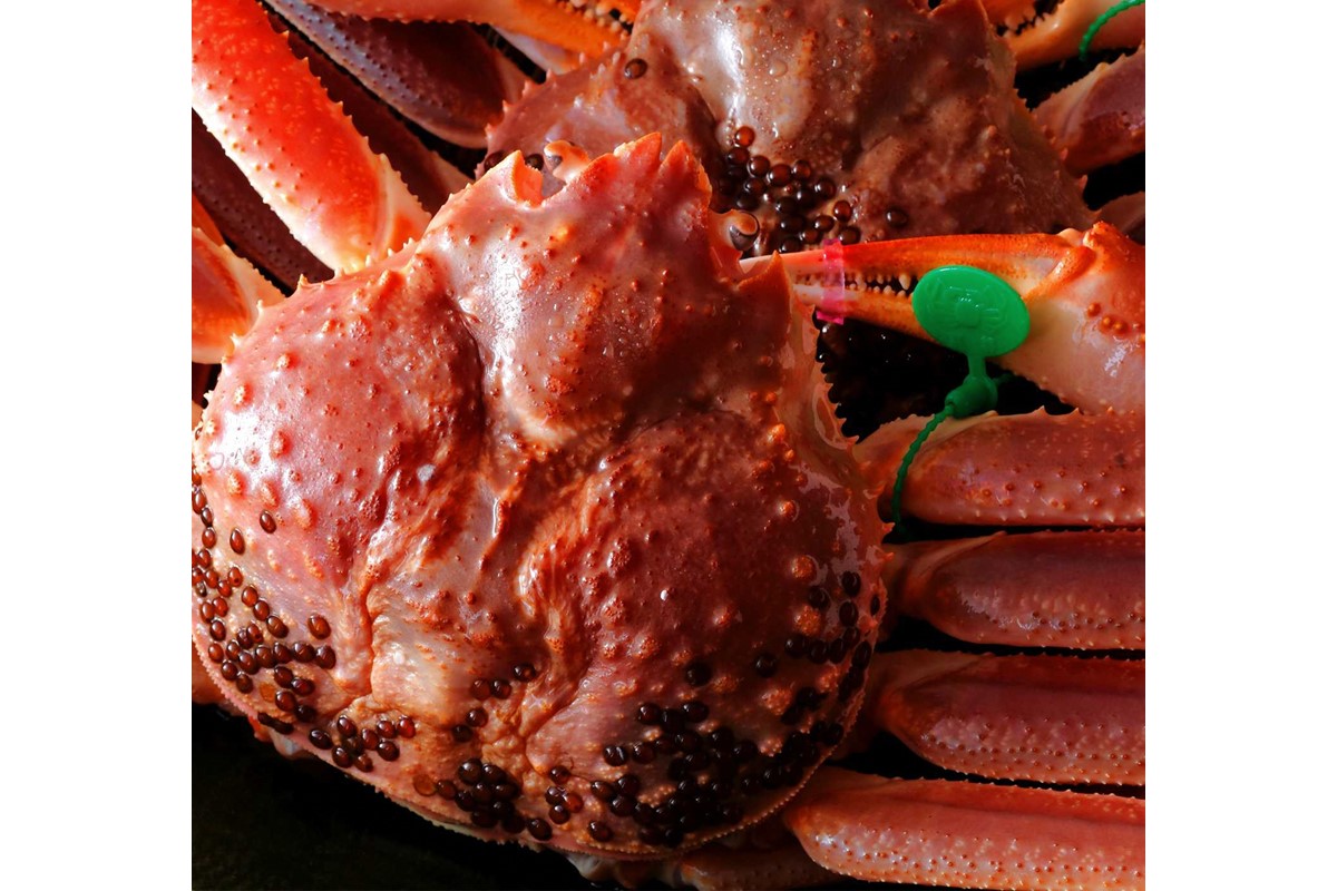 【創業明治元年　間人 炭平旅館の味】はしうど蟹　800g級　茹で蟹　並1杯【2026年発送】　SU00021