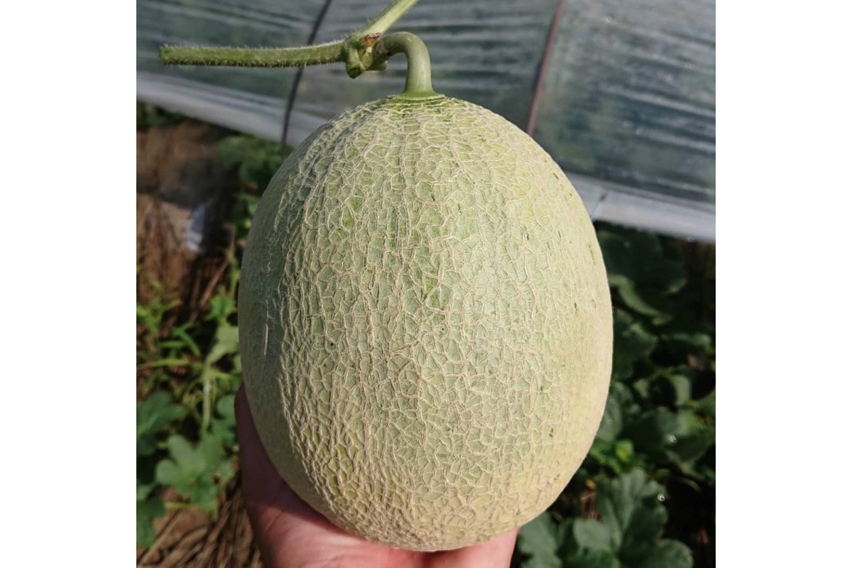 【先行予約／数量限定15】新芳露メロン1玉(2026年7月中旬～発送)　FK00012