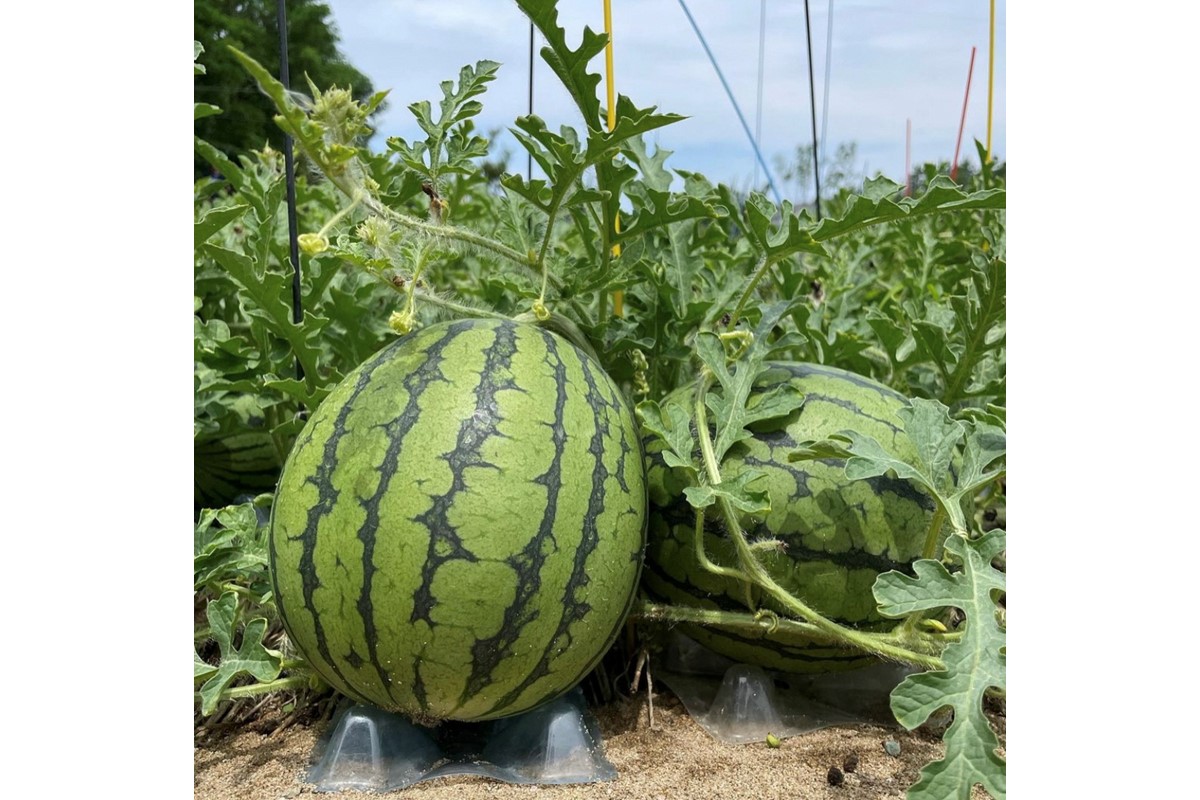 【先行予約／数量限定30】小玉スイカ　姫甘泉2玉(2026年7月中旬～発送)　FK00026