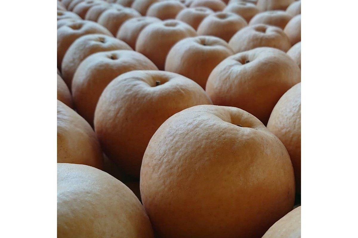 【先行予約／数量限定100】新興梨　5kg（2026年10月中旬～発送）　FK00024