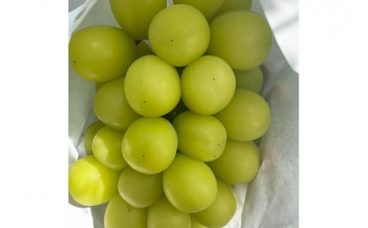 【先行予約／数量限定50】シャインマスカット 700g以上（1房入り）（2026年9月上旬～発送）　FK00016