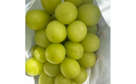 【先行予約／数量限定100】シャインマスカット 1.6kg以上（2～3房入り）（2026年9月上旬～発送）　FK00018