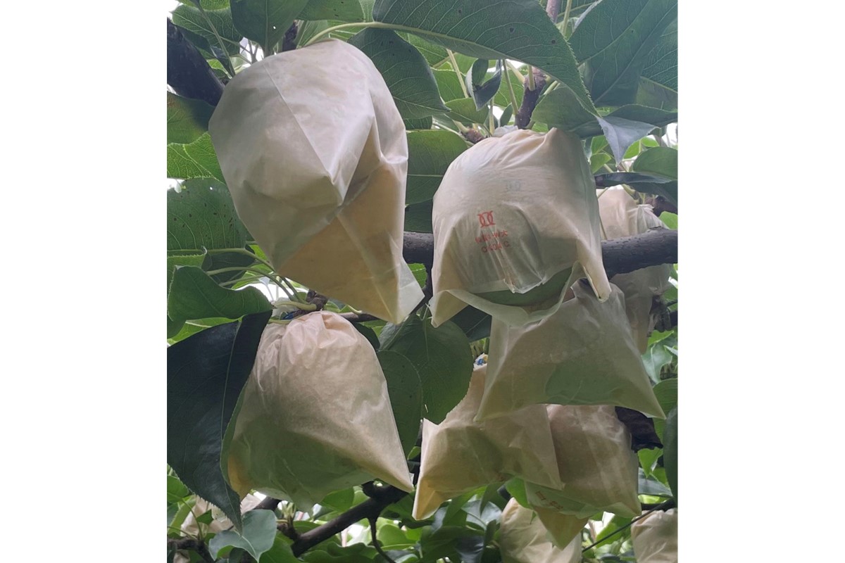 【先行予約／数量限定100】訳あり 廿世紀梨 5kg（2026年9月上旬～発送）　FK00021