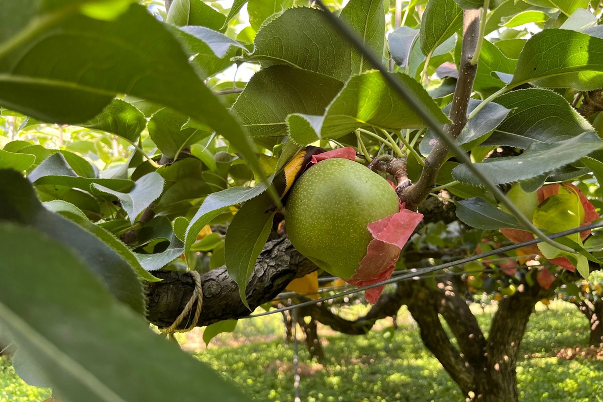 【先行予約／数量限定100】京丹後産 二十世紀梨 大玉 5kg（14～18玉入り）（2026年9月上旬～発送）　HF00009