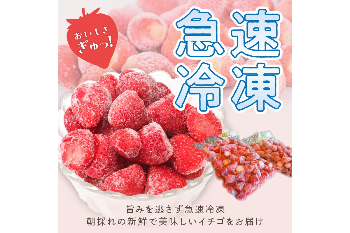 完熟朝穫れ 冷凍いちご　HK00272