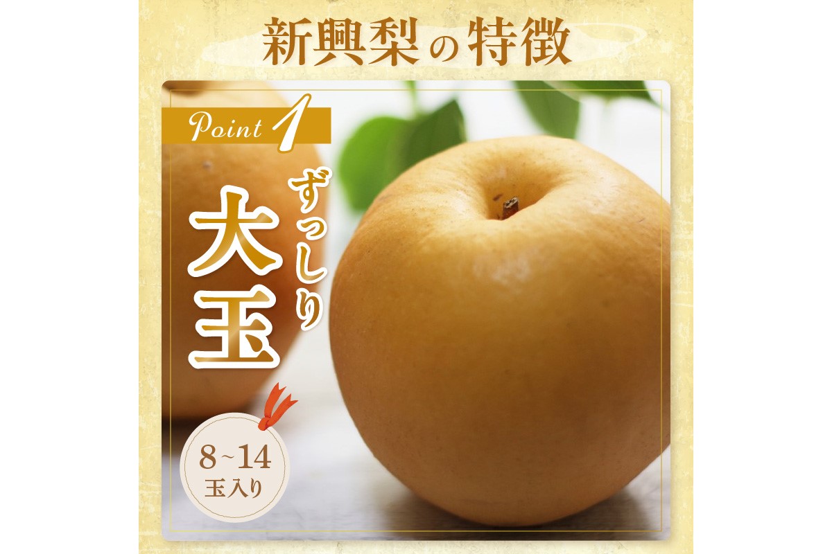 【先行予約／数量限定150】京丹後産 新興梨 5kg（8～14玉入り）（2026年10月中旬～発送）　JA00080