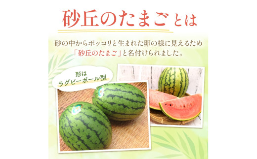 【先行予約／数量限定100】砂丘のたまご（小玉スイカ） 1玉（2026年6月中旬～発送）　JK00032