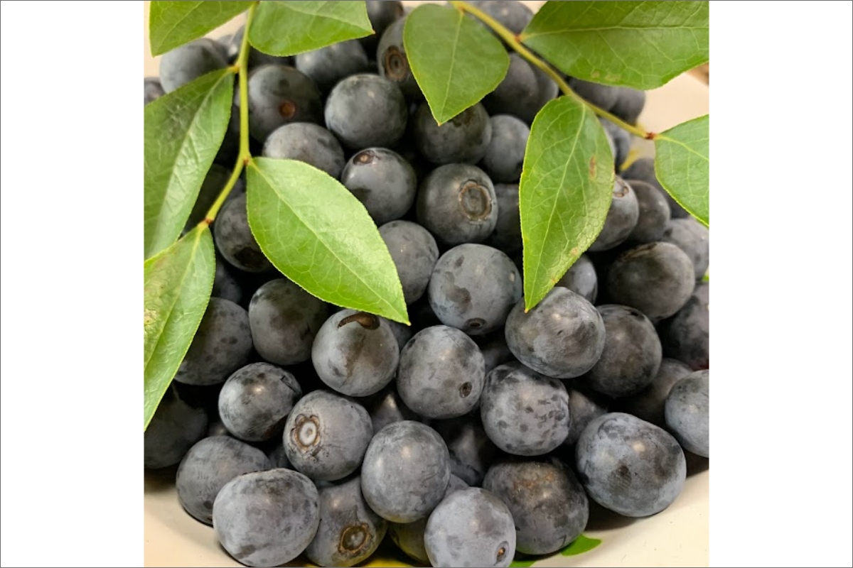 【先行予約／数量限定40】国産 大粒完熟ブルーベリー 生果 200g×4パック（栽培期間中農薬・化学肥料・除草剤不使用）（2026年7月上旬～発送）　KU00069