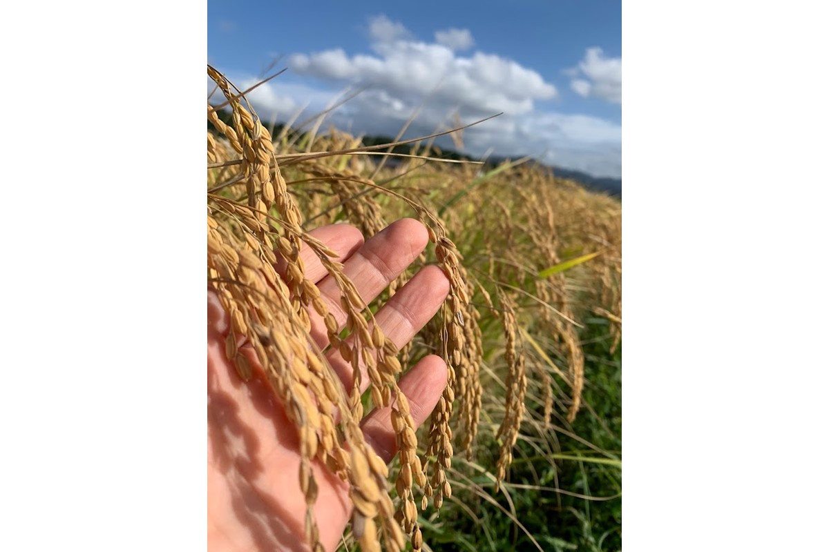 【先行予約】令和8年産 丹後こしひかり 白米5kg 【特別栽培米】新米 米 ブランド米 精米 特別栽培 白米 特別栽培米 令和8年度 ふるさと納税 こしひかり　KU00082