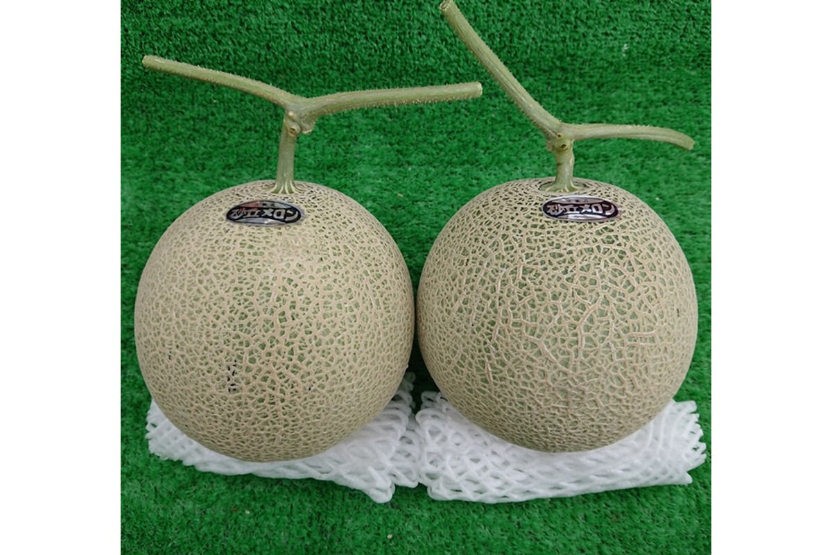 【先行予約】京都丹後久美浜産　砂丘メロン【オトメの祈り】　2Lサイズ／2玉入（2026年中旬～発送） LP00004