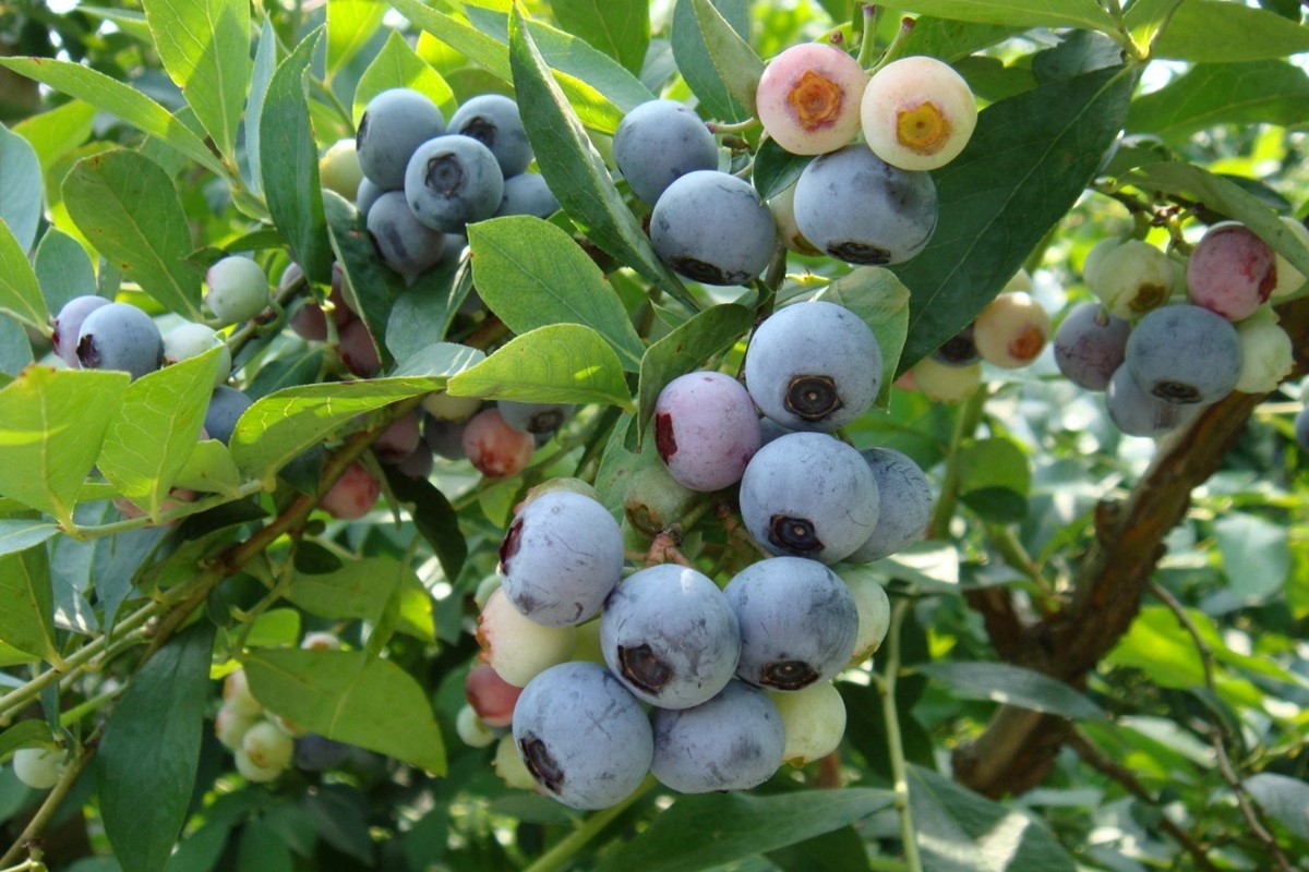 【先行予約／数量限定80】国産 京都丹後ブルーベリー 350g×2パック（2026年7月上旬～発送）　MB00002