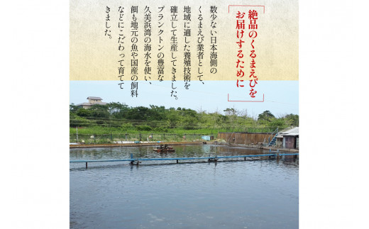 丹後の活きくるまえび 500g（15～25尾）　MN00060
