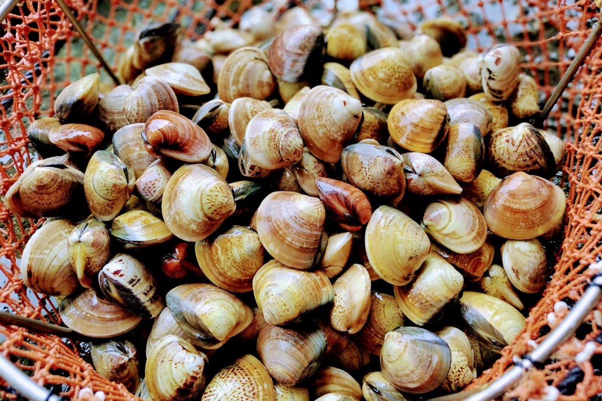 畜養活はまぐり 1.5kg　MN00055