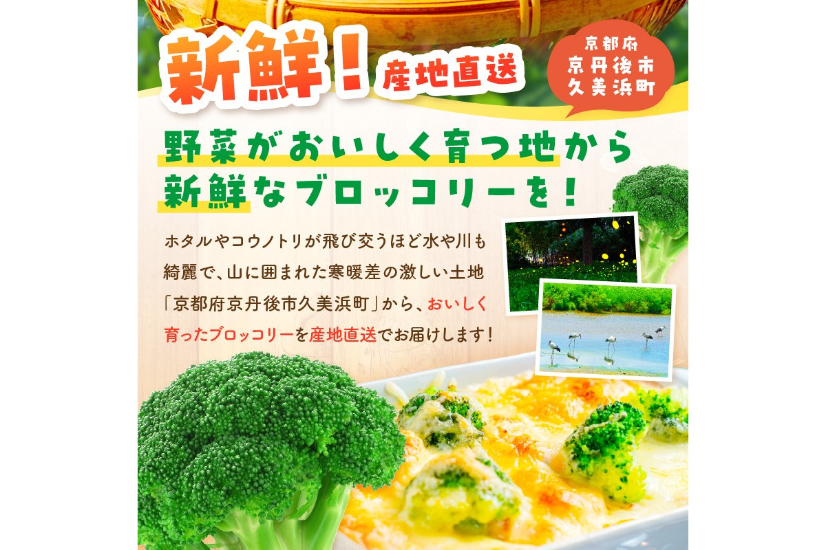 【先行予約】もりもり！ブロッコリー 約2kg（2025年11月上旬～発送）　MY00005