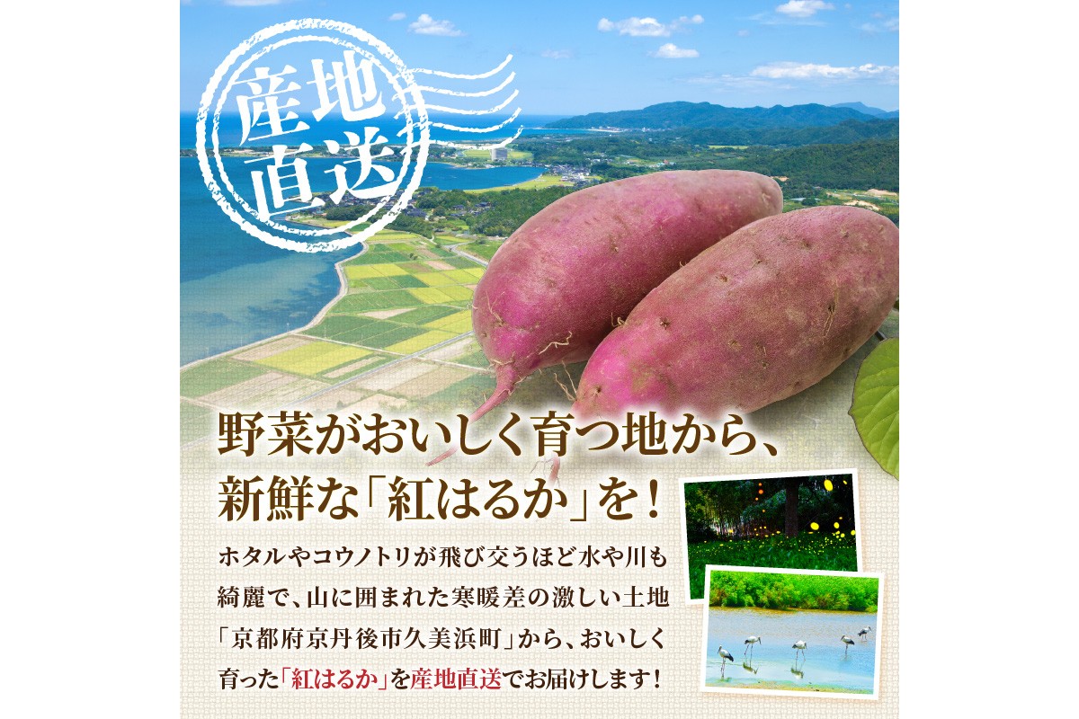 【先行予約】ホクホク美味しい！京丹後産 紅はるか 約1.5kg（土付き）（2026年10月上旬～発送）　MY00016