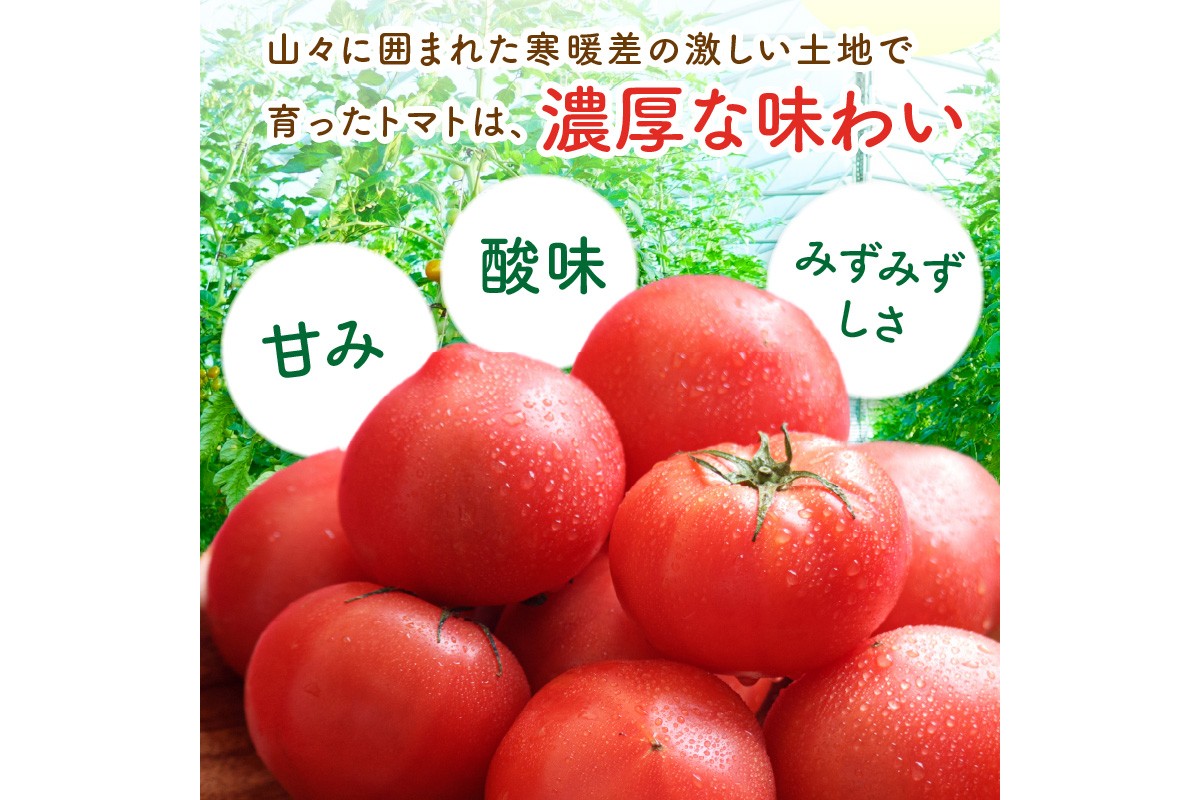 【先行予約】京丹後産 大玉トマト 1kg以上 春夏発送（2026年5月中旬～発送）　MY00013