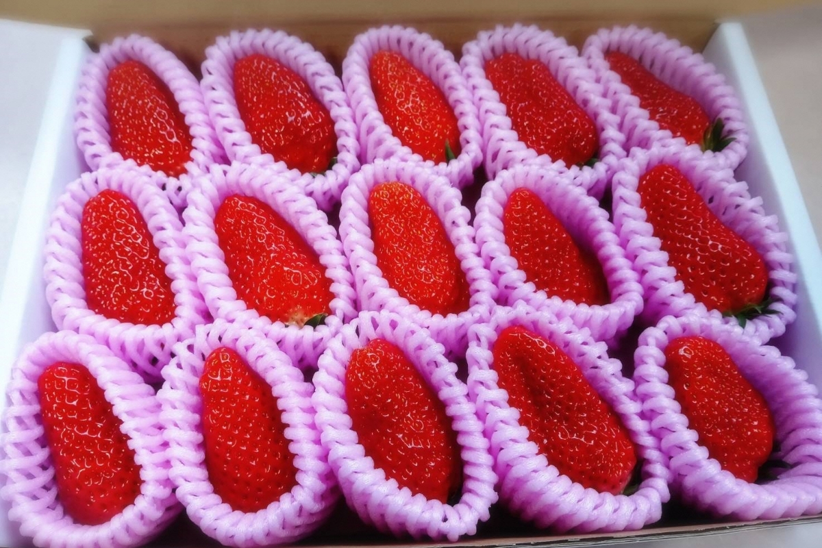 まつみやファーム獲れたて野菜・フルーツ5種定期便　MY00017