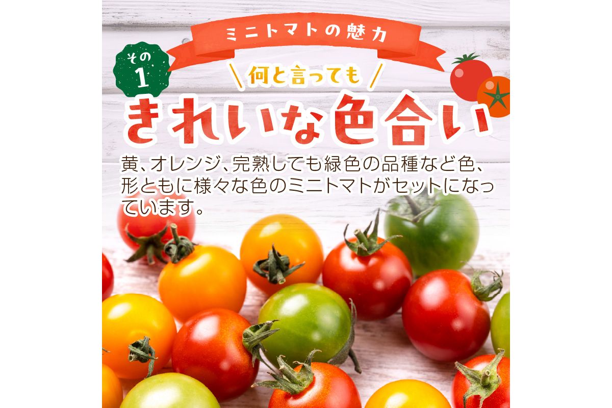 【2回定期便】京丹後産 訳あり 宝石のような輝き！カラフルミニトマト（2026年5月下旬～発送）　MY00015
