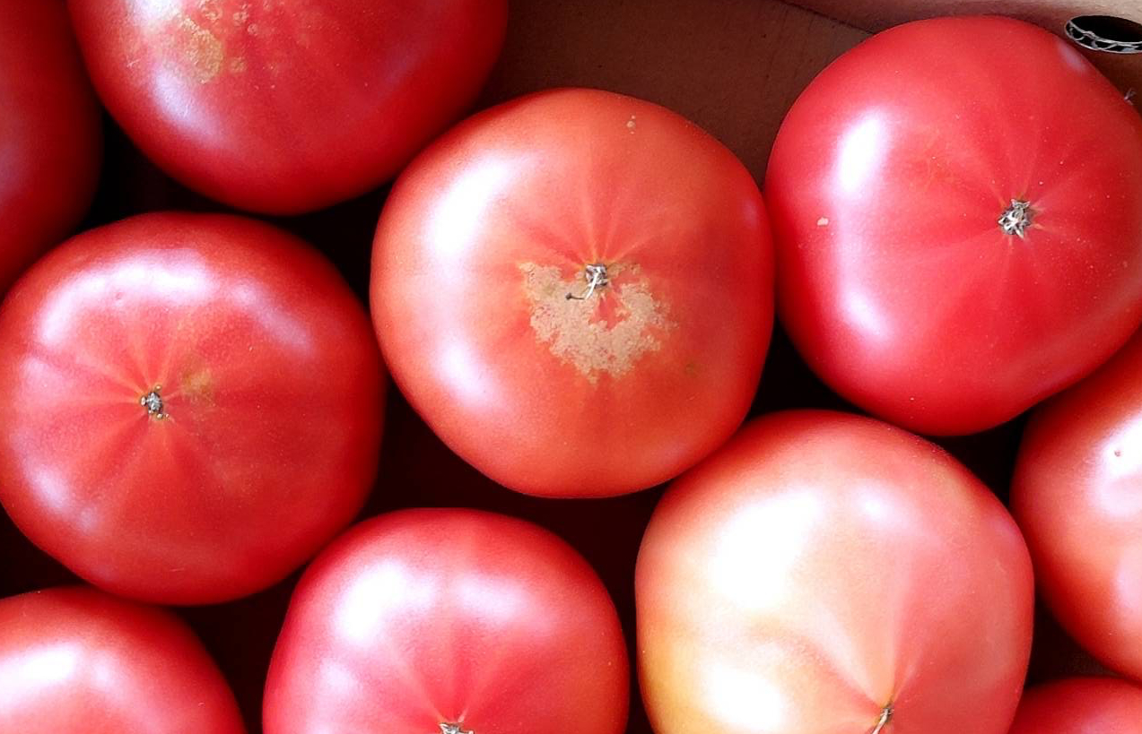 【先行予約】高糖度　ももたろうトマト（春夏発送）　訳あり　3.5キロ以上　不揃い　NG00002