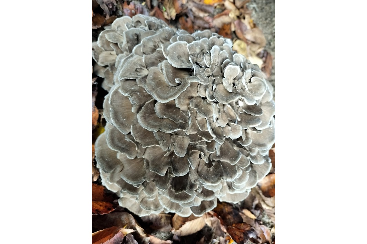 京丹後市産　原木マイタケほだ木　派生品セット(3袋)　NU00003