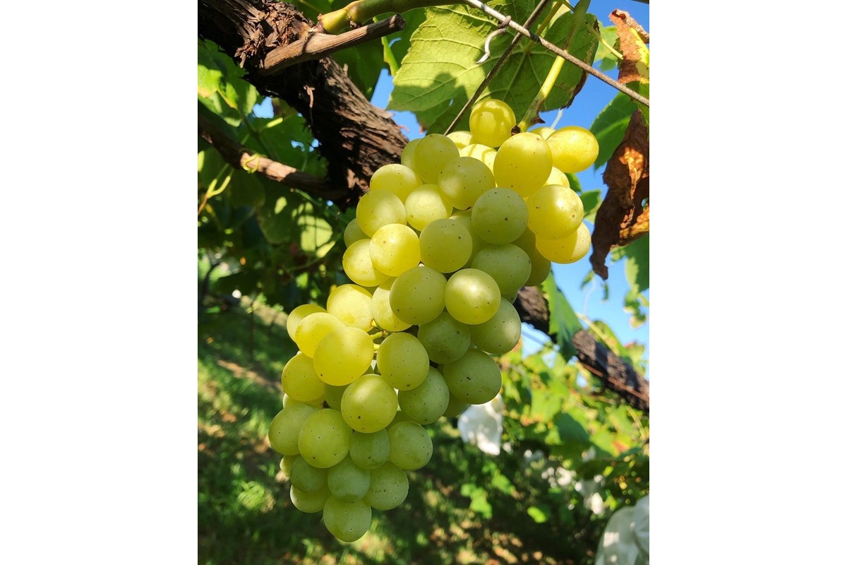 【先行予約】ぶどう白・黒詰め合わせ2〜3種（1.4kg以上）（2026年8月上旬～発送）　SF00037