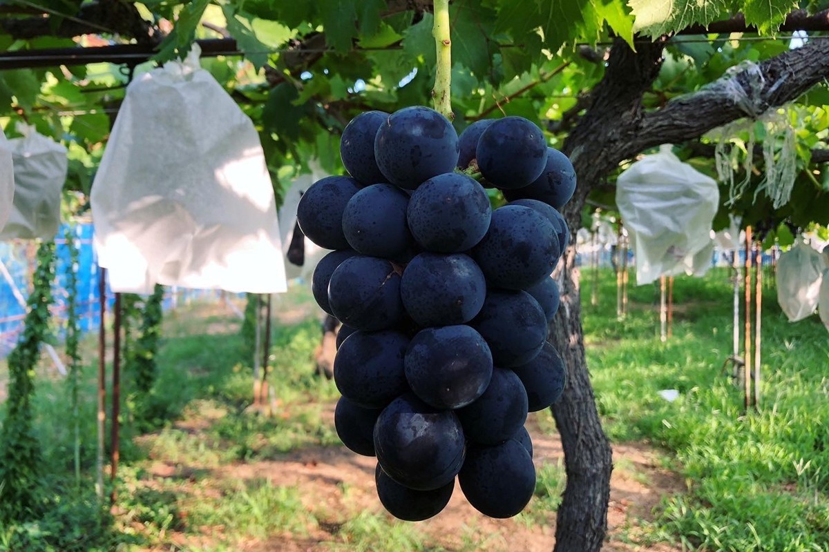 【先行予約】訳あり黒ぶどう2房入（1kg以上）（2026年8月上旬～発送）　SF00036