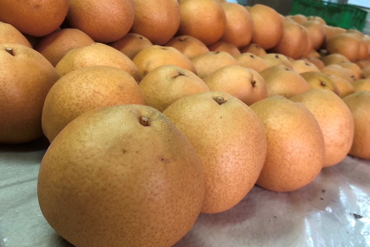 【先行予約／数量限定50】【訳あり】新興梨 優品 3kg（5～9玉入り）（2026年10月上旬～発送）　SF00044