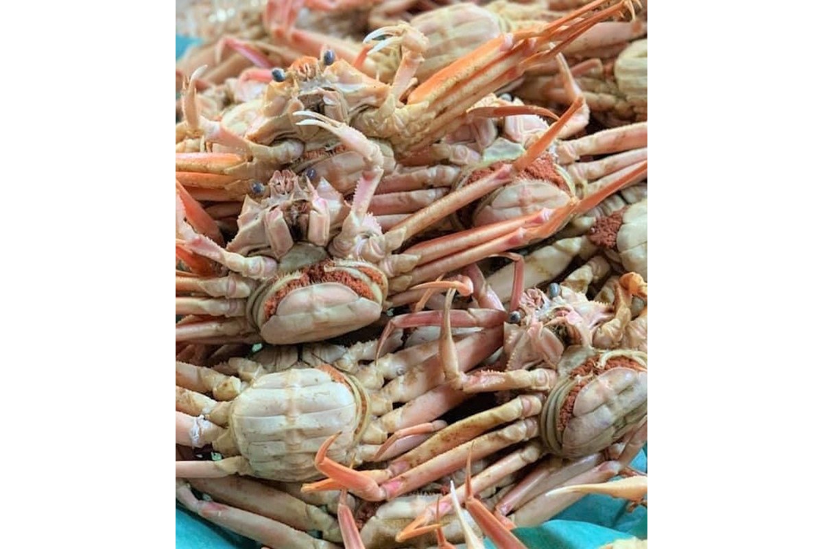 「訳あり」茹でセコガニ(コッペガニ)130g前後×2杯セット　SK00191