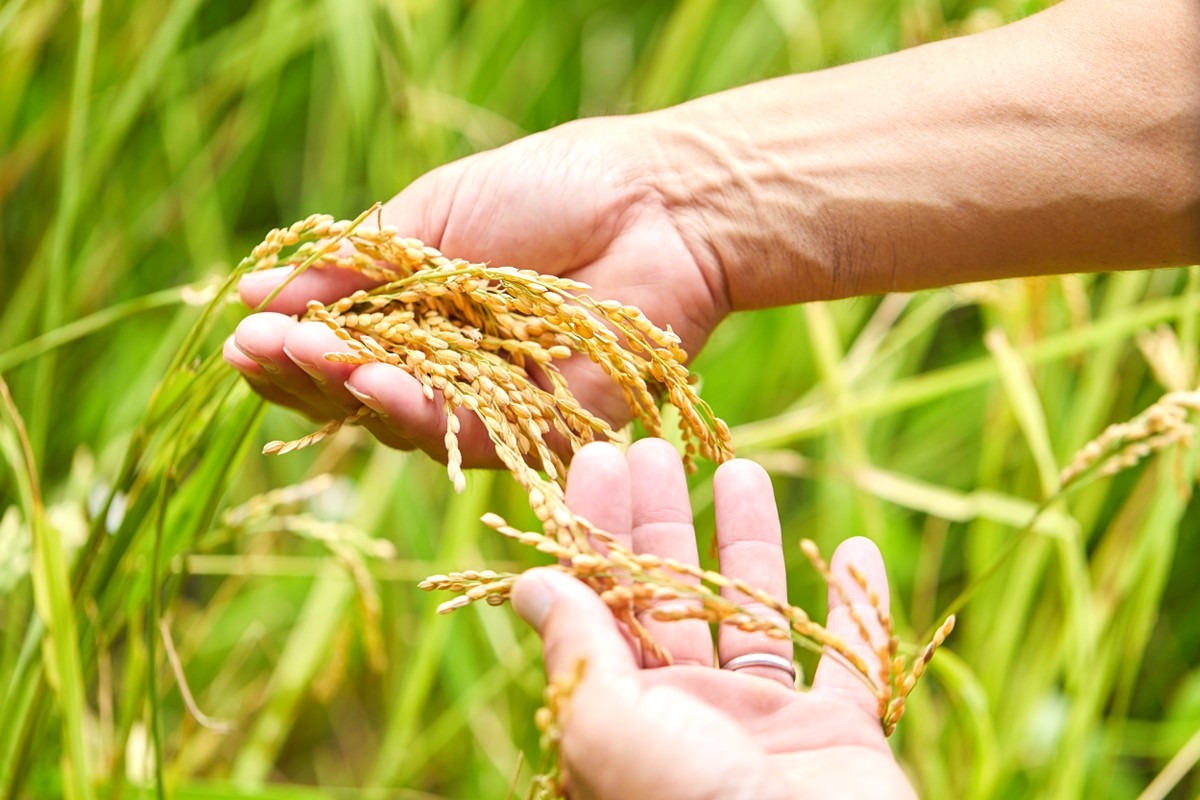 2026年産 丹後弥栄産コシヒカリ（玄米5kg） ふるさと納税 お米 米 玄米 コシヒカリ 農家直送 丹後こしひかり ふるさと納税 玄米　WD00005