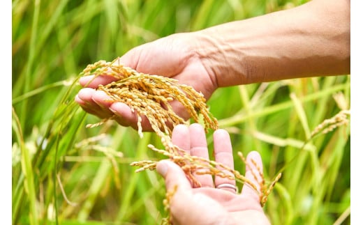 2026年産 丹後弥栄産コシヒカリ（玄米10kg）月1回×6ヵ月 ふるさと納税 お米 米 玄米 コシヒカリ 農家直送 丹後こしひかり ふるさと納税 玄米 定期便　WD00008