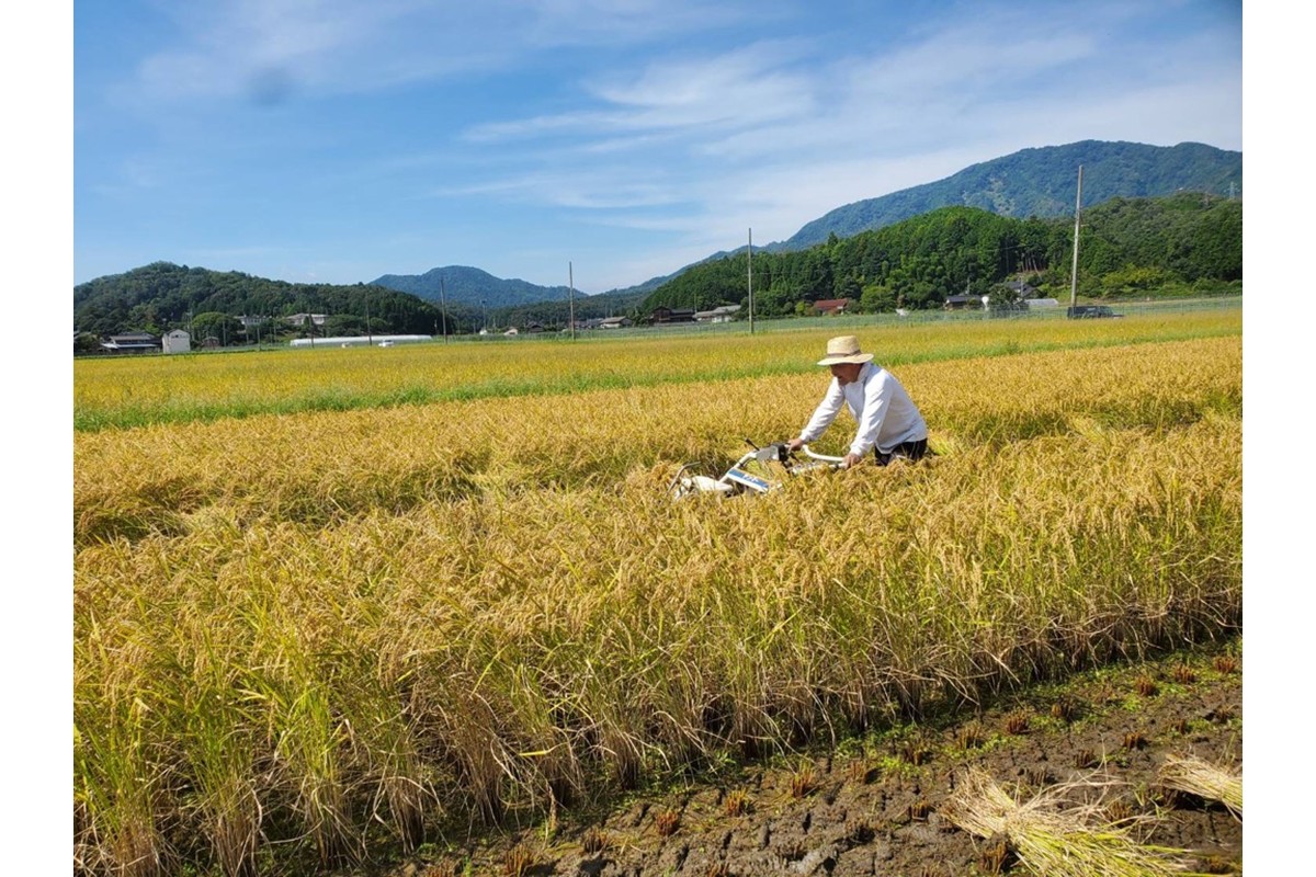 2025年産 京丹後産稲作発祥の地コシヒカリ特別栽培米 月の輪田米 精米10kg（天日干し）　WK00004