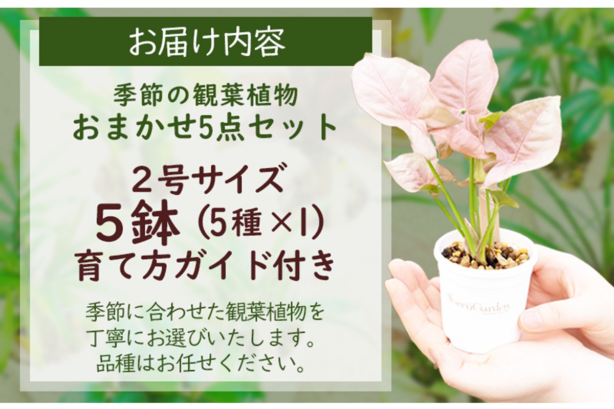 【植物をもっと身近に】京都・京丹後の専門店が厳選！観葉植物5点セット｜癒しと彩りのグリーン便　YE00003