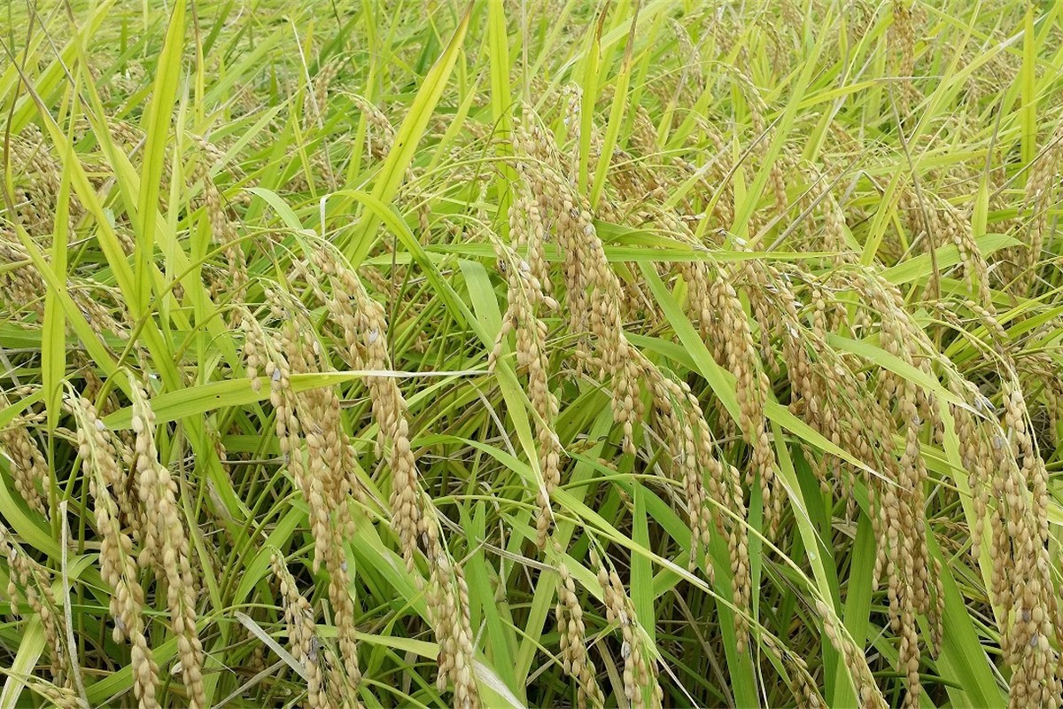 かに殻肥料で造る　特別栽培　丹後コシヒカリ 2kg　YZ00007