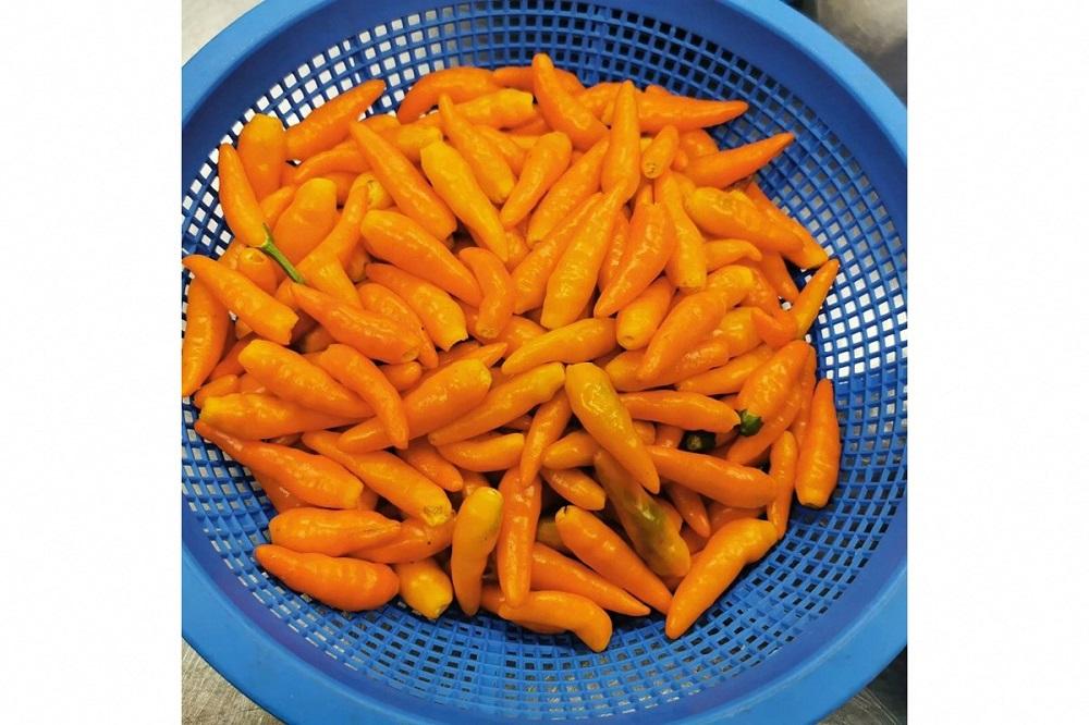 久美浜産　柚子唐辛子セット　3個　EK00002