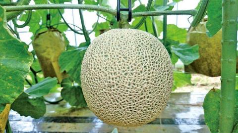 【先行予約／数量限定】京都丹後産 セリーヌメロン 1玉入り（2026年7月～発送）　AM00701