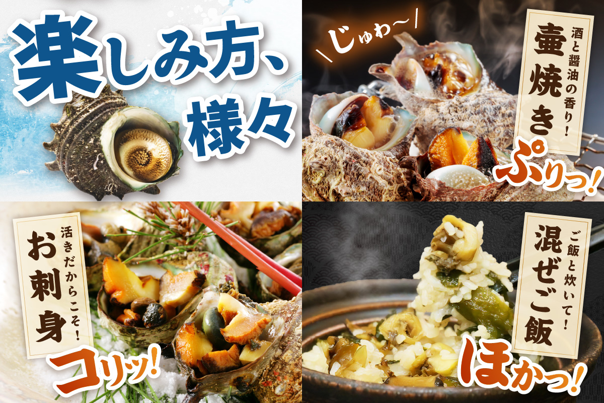 最高鮮度の生きたまま発送！日本海荒波育ち京丹後産さざえ2kg/北畿水産　HK00271