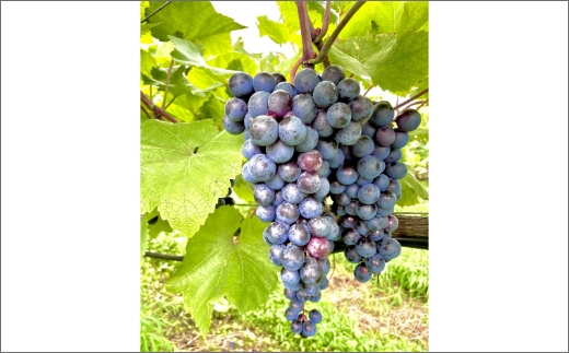 京丹後産ぶどうを醸造した甘口の赤ワイン　定期便（隔月×3回）　AW00012